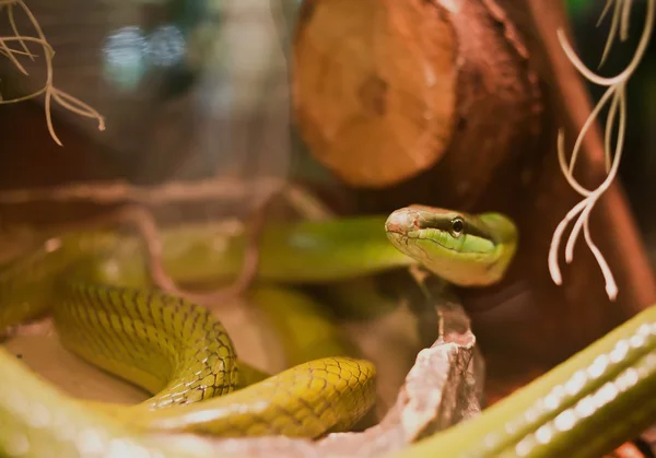 Żółty rat snake — Zdjęcie stockowe