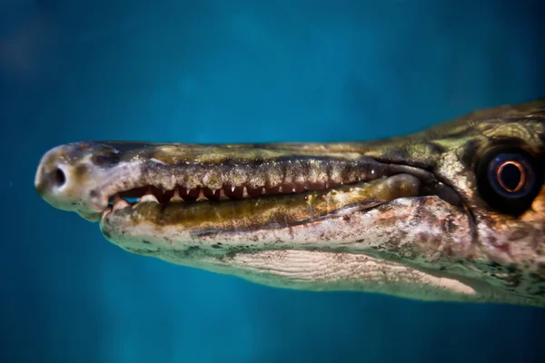 Dientes de peces agresivos — Foto de Stock