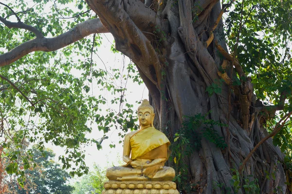 Budda pod drzewem w parku Centralnym, ayutthaya — Zdjęcie stockowe