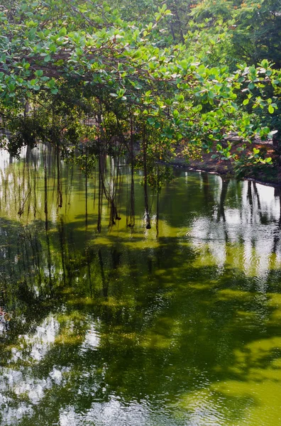 Pflanzen im Central Park, Ayutthaya — Stockfoto