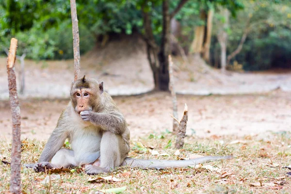 Apan äter något i angkor wat — Stockfoto