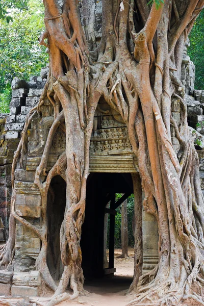 Kořen stromu na zříceninu starobylé budově na angkor wat — Stock fotografie