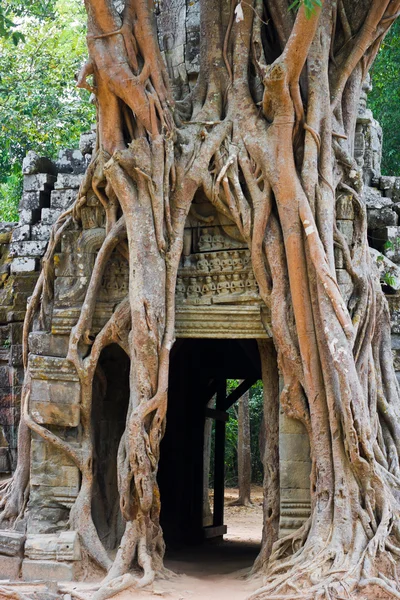 Tree root on a ruin ancient building at Angkor Wat Stock Photo