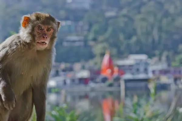 Retrato de mono salvaje —  Fotos de Stock
