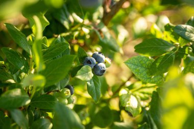 Çalılıklarda taze yaban mersinleri