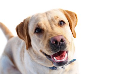 labrodor köpek