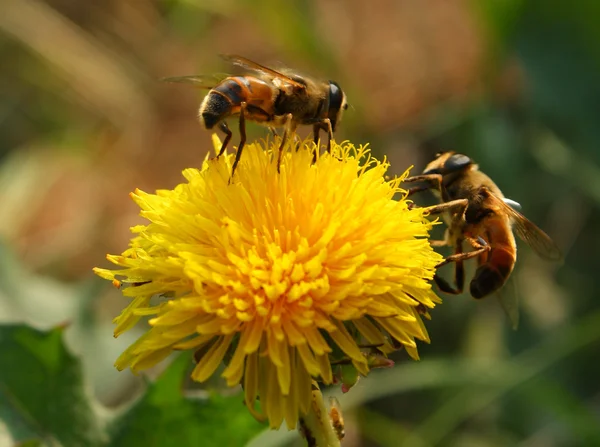 Bijen verzamelen stuifmeel van een paardenbloem — Stockfoto