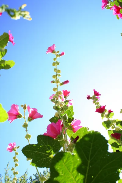 Rosa sommarblommor mot en blå himmel — Stockfoto