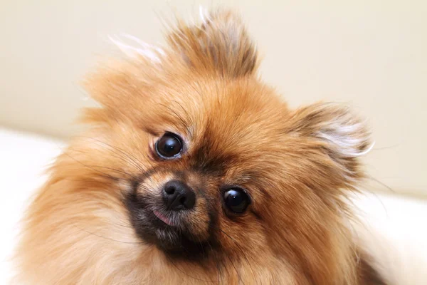 Spitz cão retrato, olhando para a câmera — Fotografia de Stock