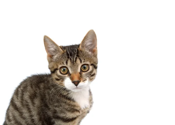 Listrado cinza gatinho sentado olhando para a câmera — Fotografia de Stock