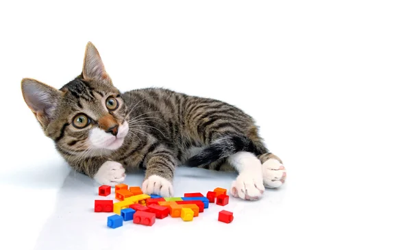 Игривый маленький котенок играет с блоками — стоковое фото