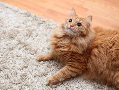 kırmızı halıda ararken kabarık kedi