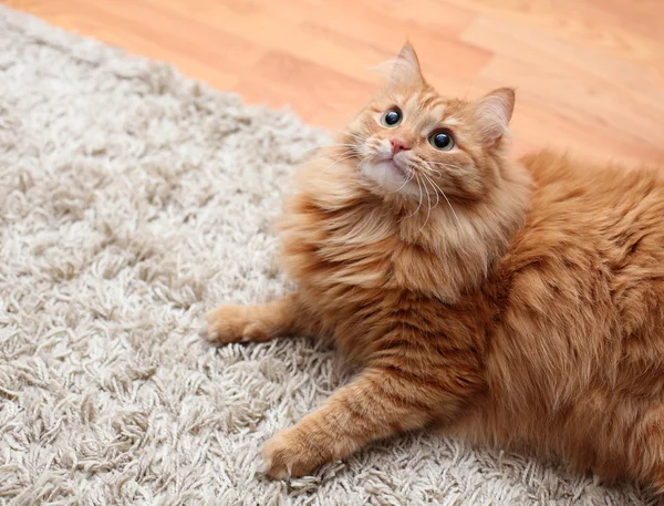 Gatto soffice rosso è sul tappeto guardando verso l'alto — Foto Stock