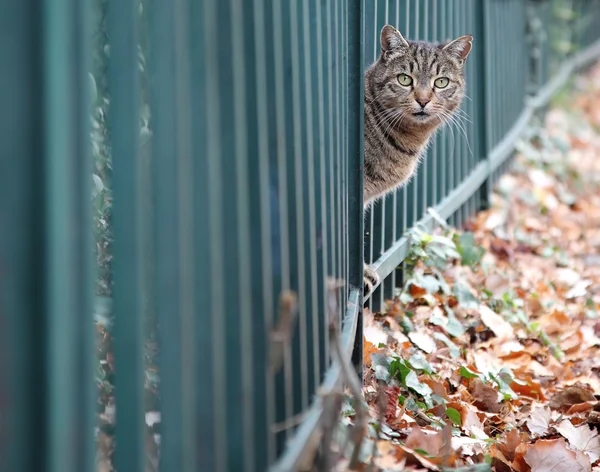 Kat in herfst park, kijkt uit over het hek — Stockfoto