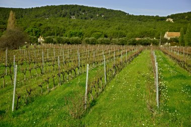 Cassis tepenin arka planda Yeşil üzüm bağları
