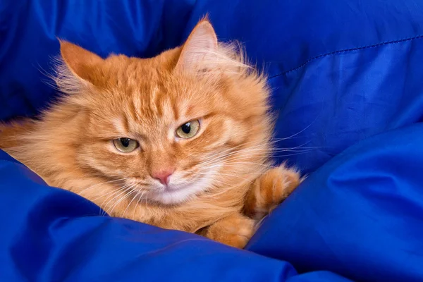 Ingefära katt gömmer sig i en blå filt — Stockfoto