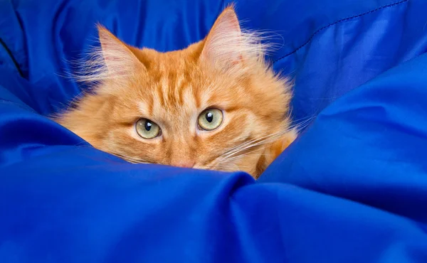 Рыжая кошка прячется в голубом одеяле — стоковое фото