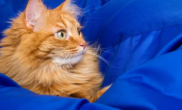 Gato de gengibre escondido em um cobertor azul — Fotografia de Stock