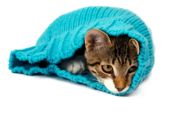 Kitty lying in the cap — Stock Photo, Image