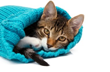 kitty cap altında yatan