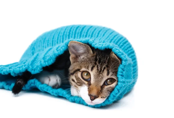 Kitty lying in the cap — Stock Photo, Image