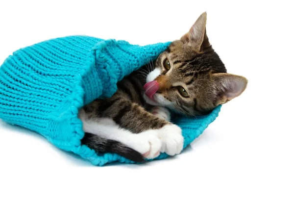Gattino sdraiato nel tappo — Foto Stock