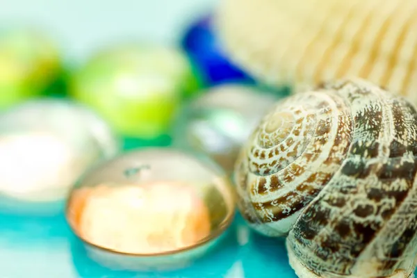 Conchas em um fundo azul — Fotografia de Stock
