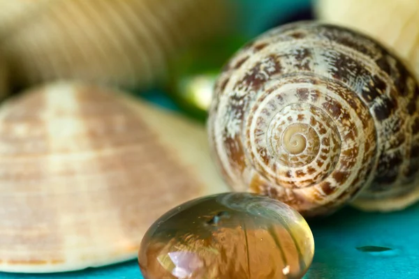 Seashells on a blue background — Stock Photo, Image