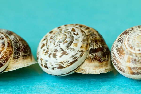 Seashells on a blue background — Stock Photo, Image