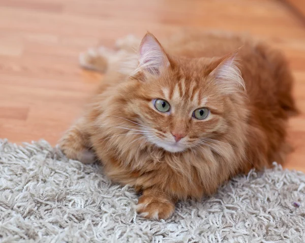 Gato vermelho coloca em um tapete cinza e olhando para a câmera — Fotografia de Stock