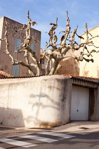 Interessante mediterraneantree en een huis in cassis — Stockfoto