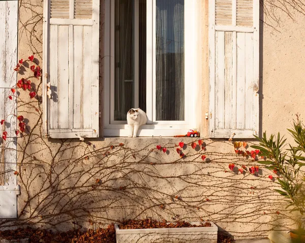 Белая кошка выходит из дома через окно — стоковое фото