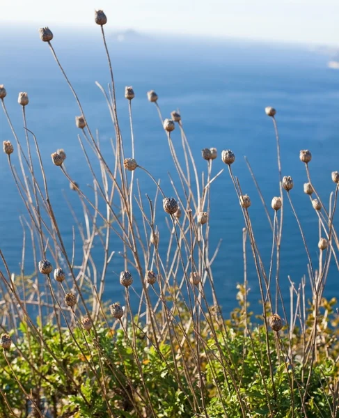 Ramas secas con conos y verde contra el mar azul — Foto de Stock
