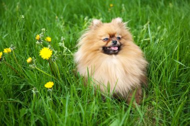 Yeşil çimlere oturup şirin Pomeranya köpeği