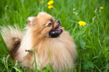 Yeşil çimlere oturup şirin Pomeranya köpeği