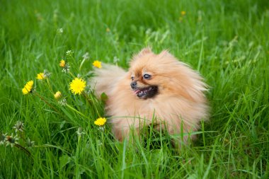 Yeşil çimlere oturup şirin Pomeranya köpeği