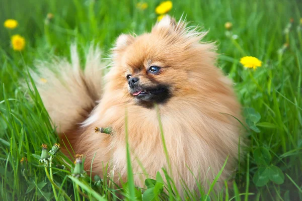 Lindo perro Pomeranian sentado en la hierba verde —  Fotos de Stock