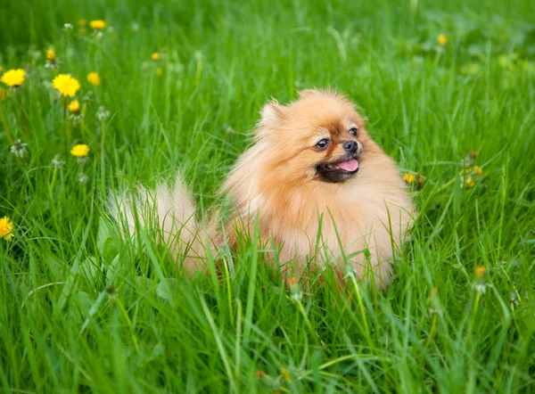 緑の芝生に座ってかわいいポメラニアン犬 — ストック写真