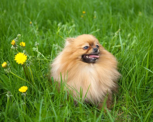 Mignon chien poméranien assis dans l'herbe verte — Photo