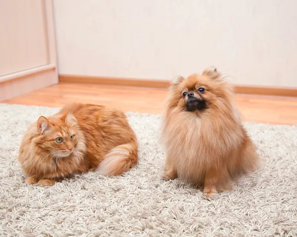 ポメラニアン犬と、カーペットの上に座って赤猫 — ストック写真