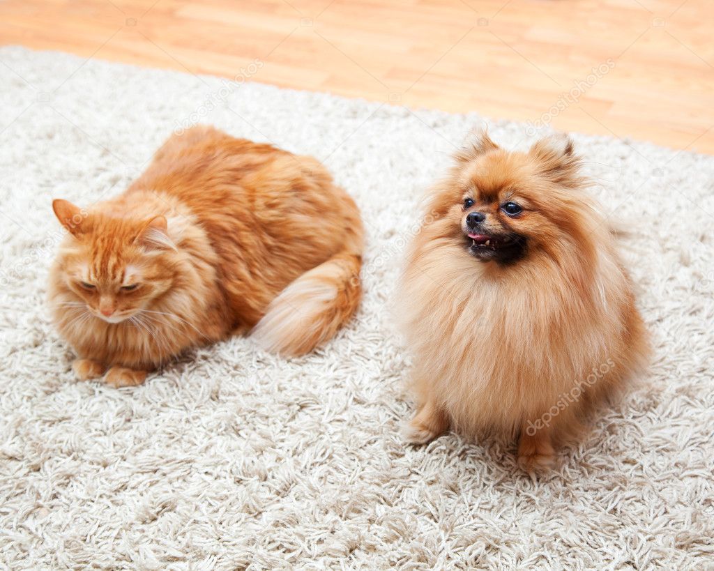 Pomeranian dog and cat sitting on the carpet