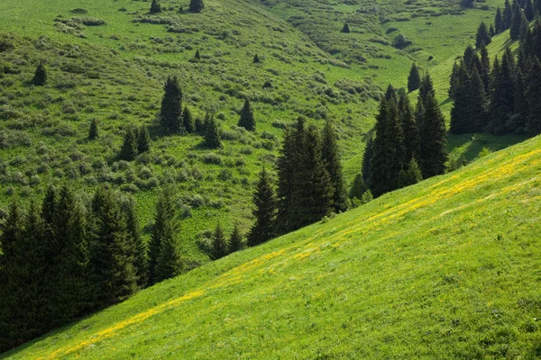 Groene heuvels — Stockfoto