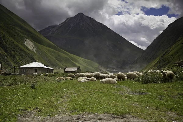 Moutons dans les montagnes — Photo