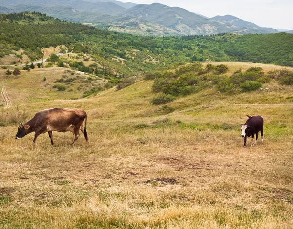 Two cows on the hillside — Stock Photo, Image