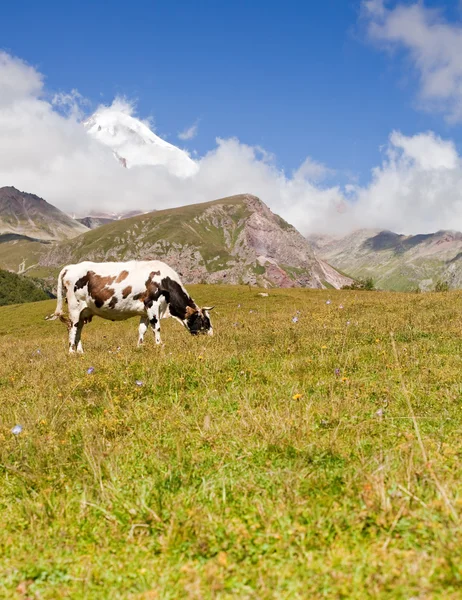 Happy cow pastzing — стоковое фото