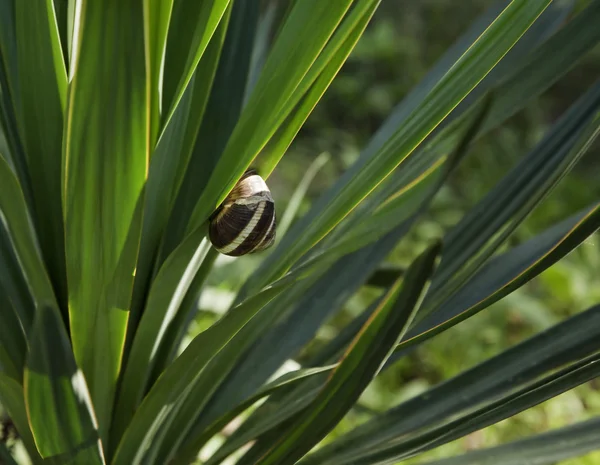 Snail sitting on leaves — Stock Photo, Image