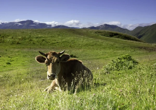 La vaca descansa sobre un fondo de paisaje montañoso —  Fotos de Stock