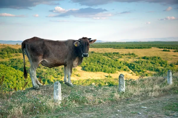 L manzara arka plan üzerinde inek — Stok fotoğraf