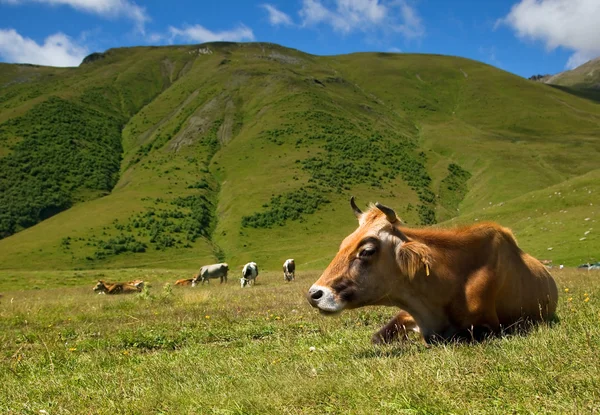 Vaca feliz está descansando —  Fotos de Stock