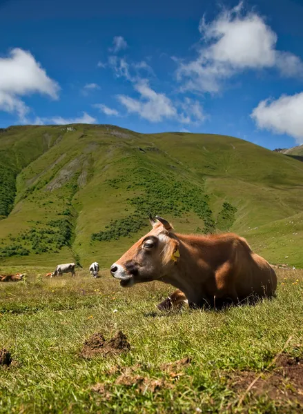 Happy cow — Stock Photo, Image